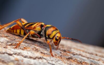 ⚠️ PRÉSENCE CONFIRMÉE DU LONGICORNE TIGRE